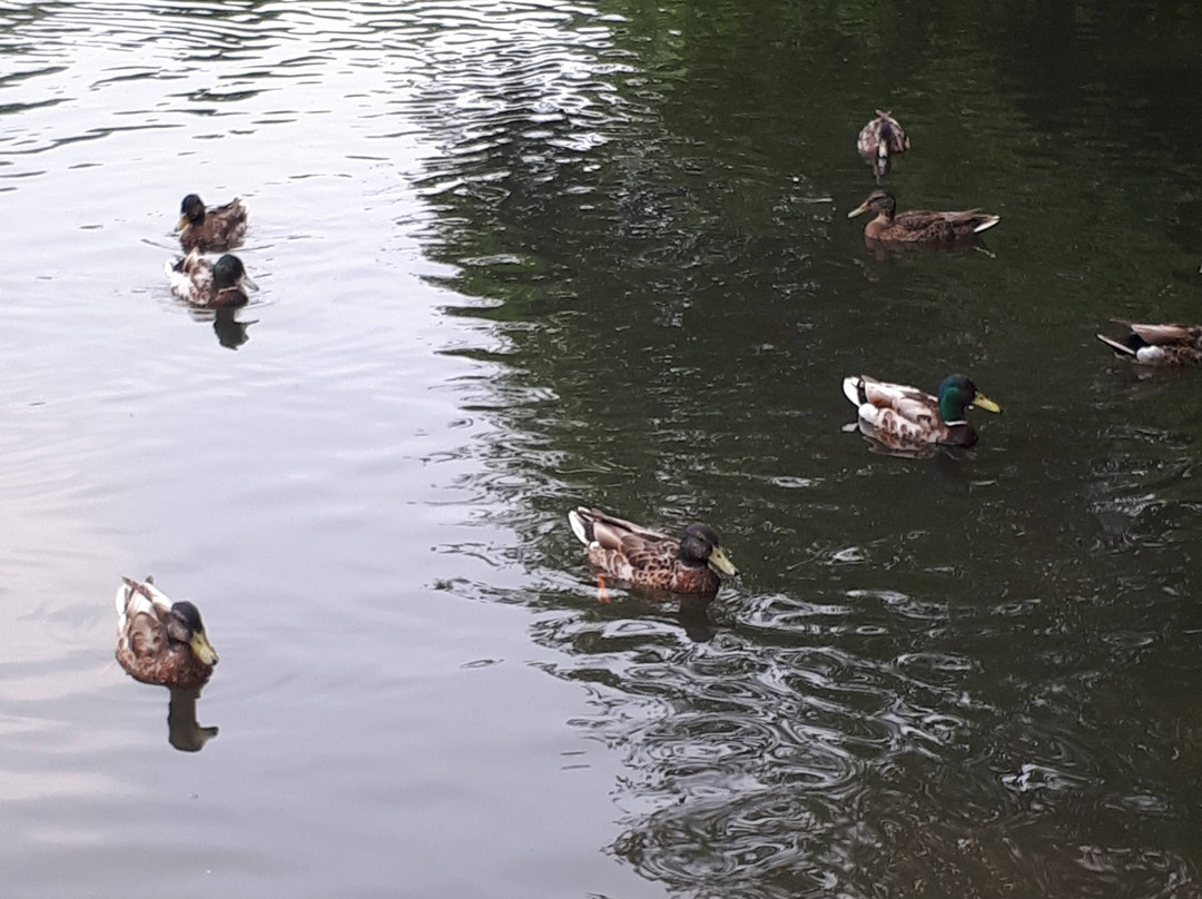 Chorlton Water Park-曼彻斯特必去景点