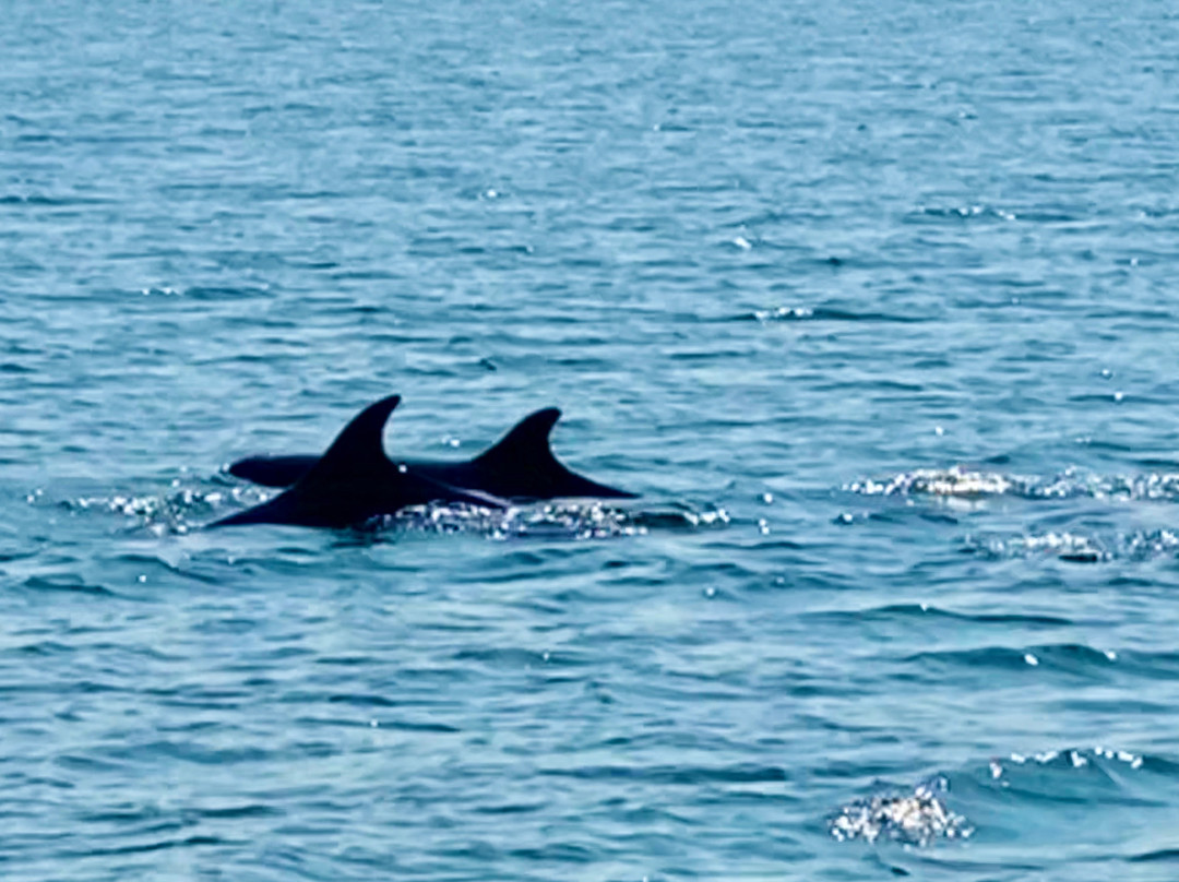 Dolphin Discovery-Kilrush必去景点