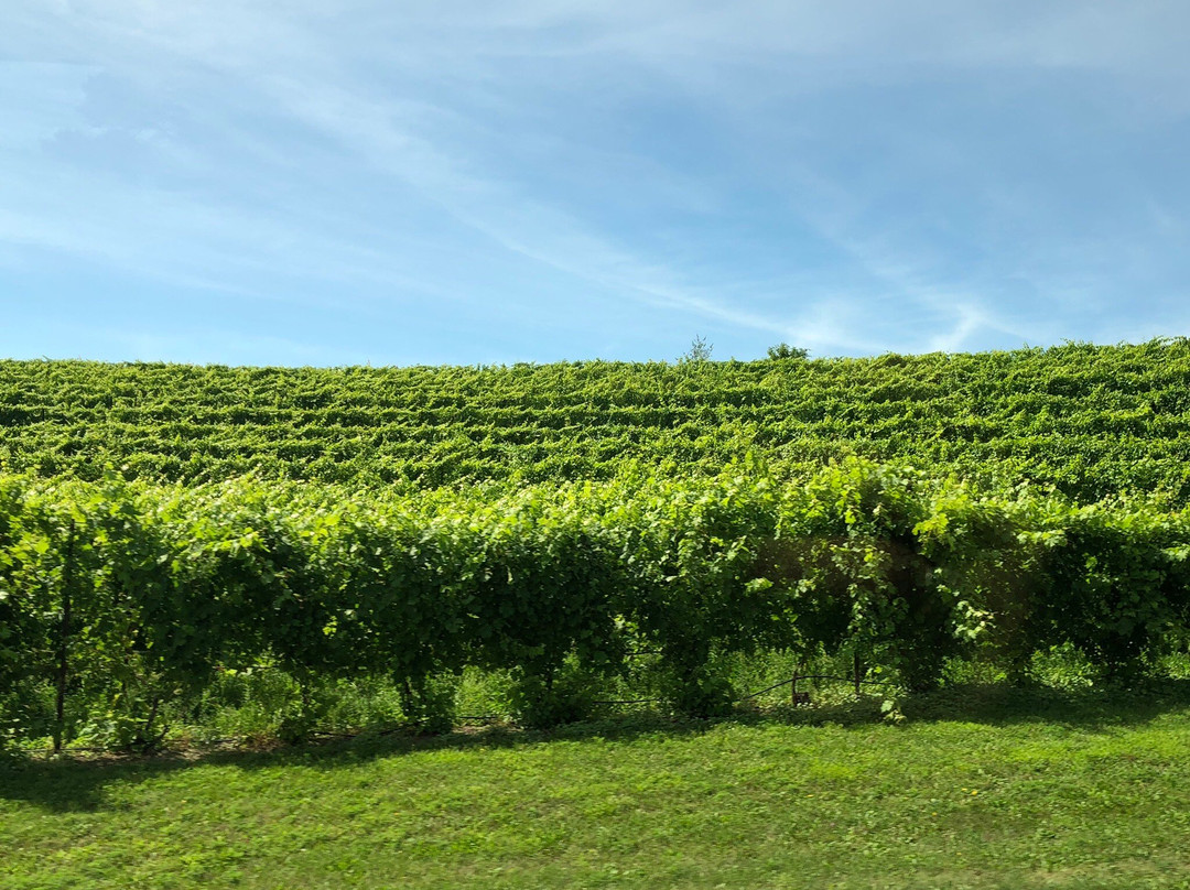 Black Star Farms Old Mission Winery-特拉弗斯城必去景点