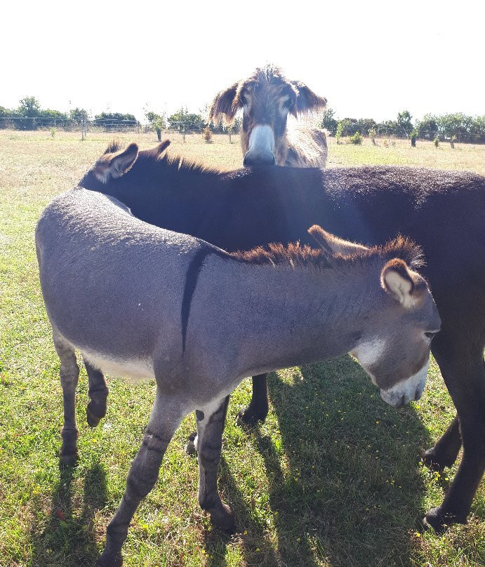 Asinerie de Varennes-Dompierre sur Mer必去景点