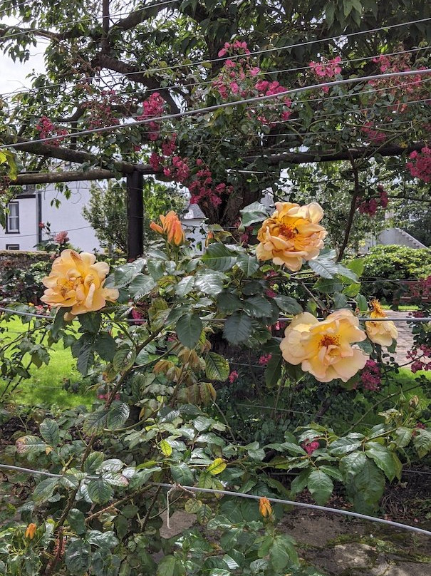 Orchard Gardens景点图片