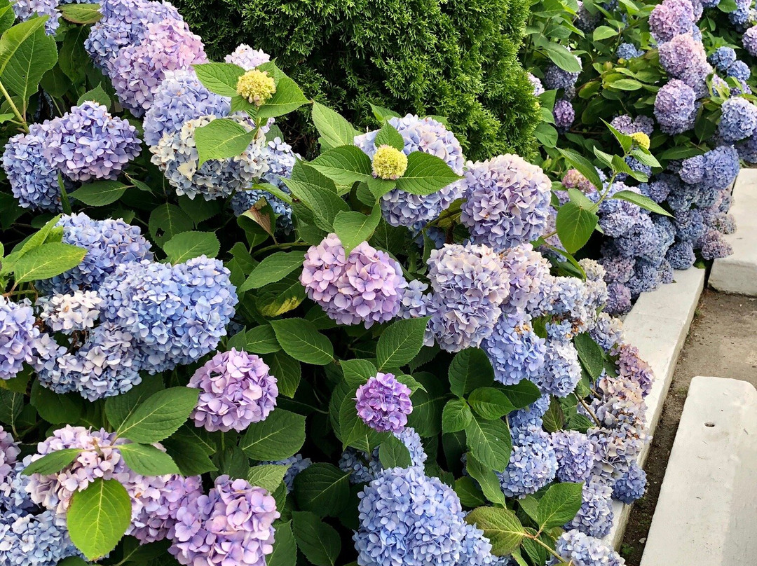 Surfcomber on the Ocean主图