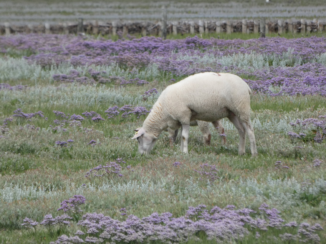Hamburger Hallig-Bredstedt必去景点