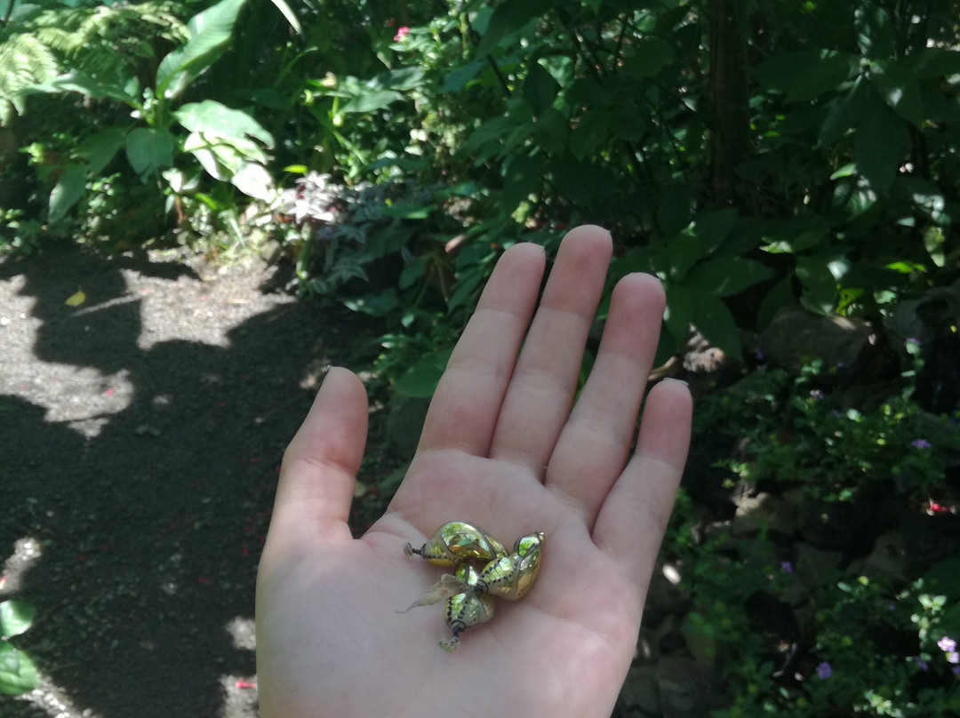 Mariposario La Casa De La Morpho Azul景点图片