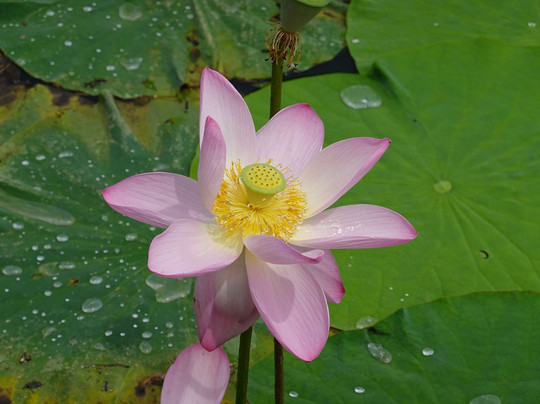 Lake Hakkaku-东金市必去景点