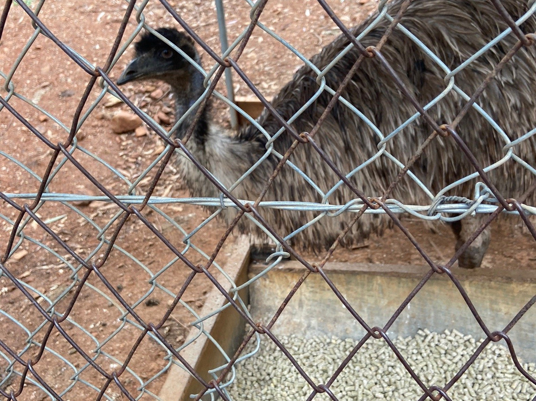 Tamworth Marsupial Park景点图片