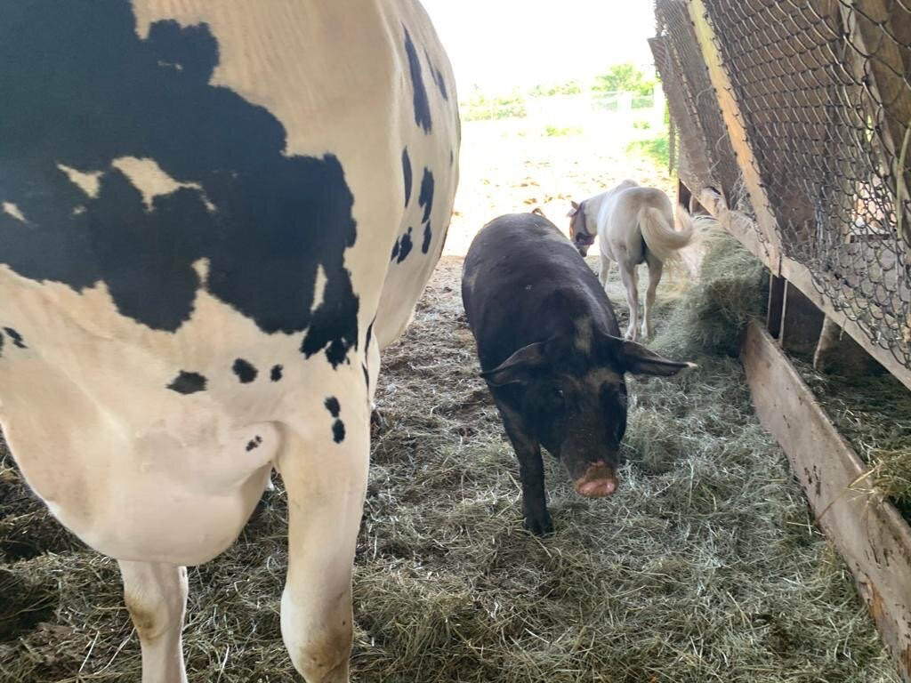 The Little Farm-Goulds必去景点