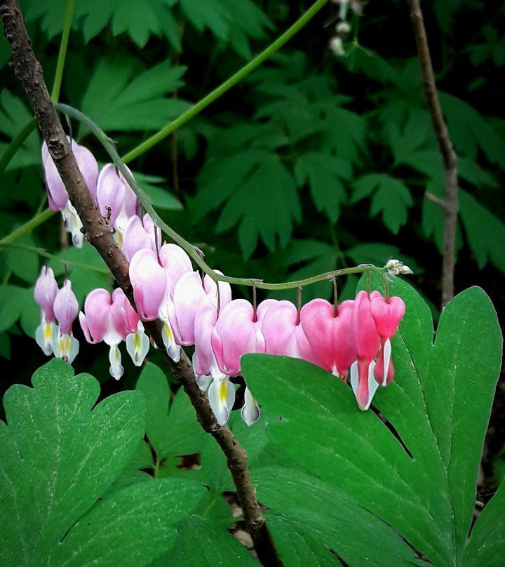 Haeyeorim Village主图