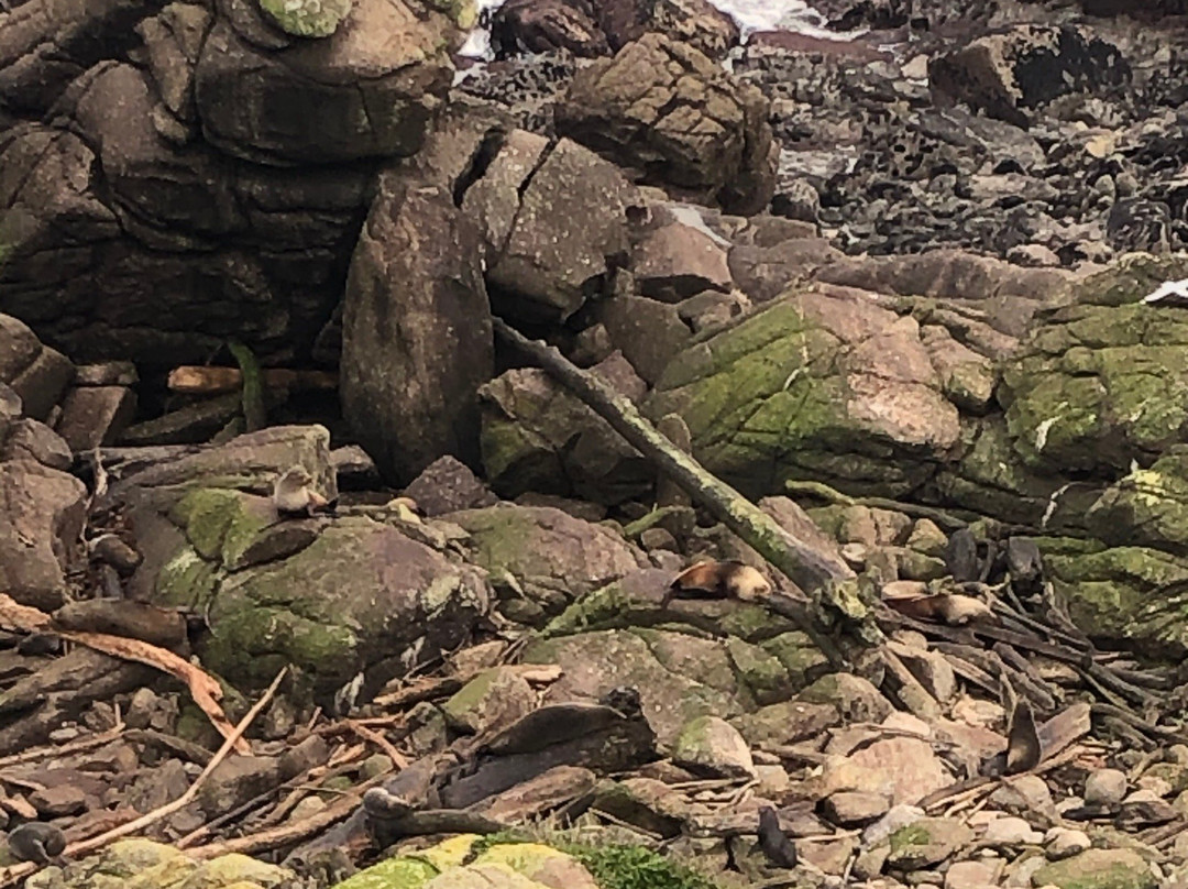 Tauranga Bay Seal Colony-韦斯特波特必去景点