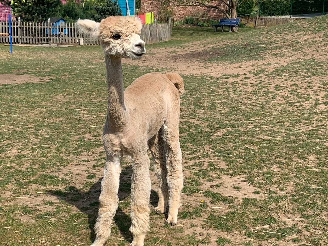 Clos des Lamas - Lama’s Touch景点图片