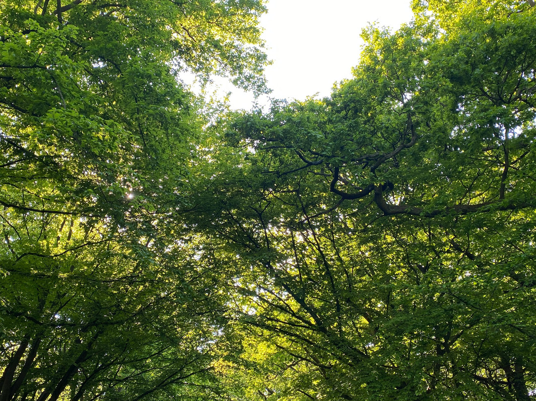 Queen's Wood-Crouch End必去景点