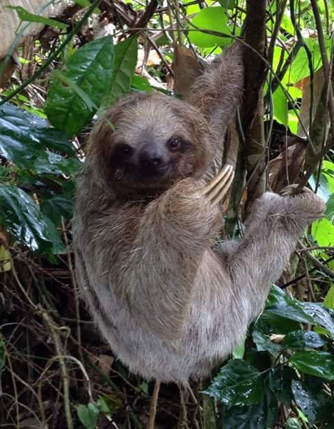 Tortuguero National Park景点图片