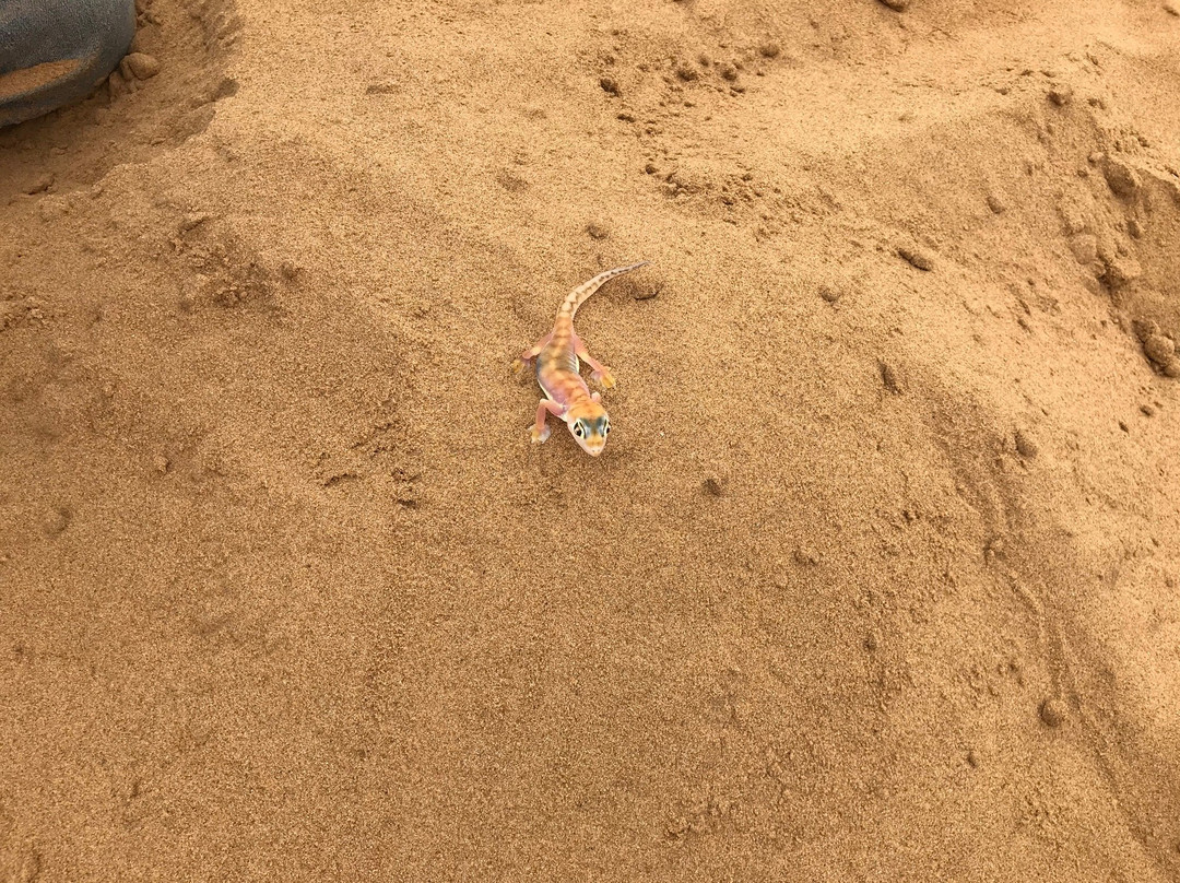 Desert Scenic Tours-斯瓦科普蒙德必去景点