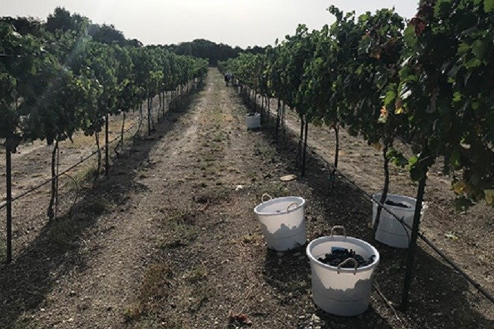 Vine and Wine Tours of North Texas景点图片