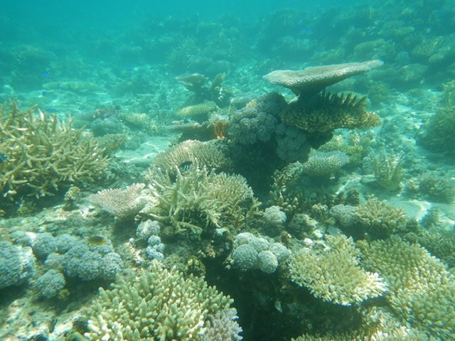 Rainbow Reef Coral Farm-塔韦乌尼岛必去景点