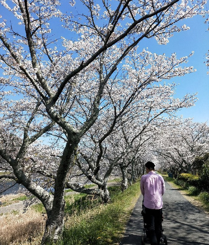Ota River Sakura Zutsumi景点图片