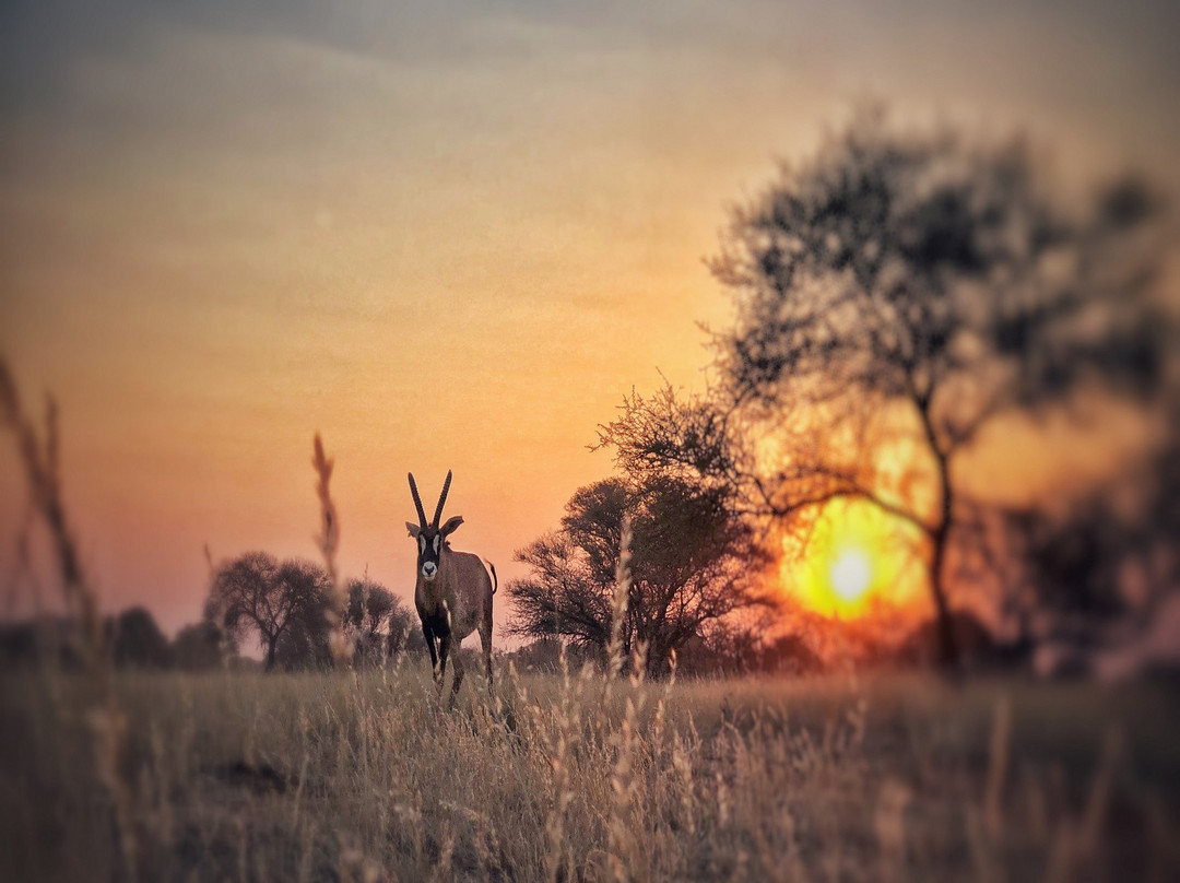 Imbasa Safari Lodge主图