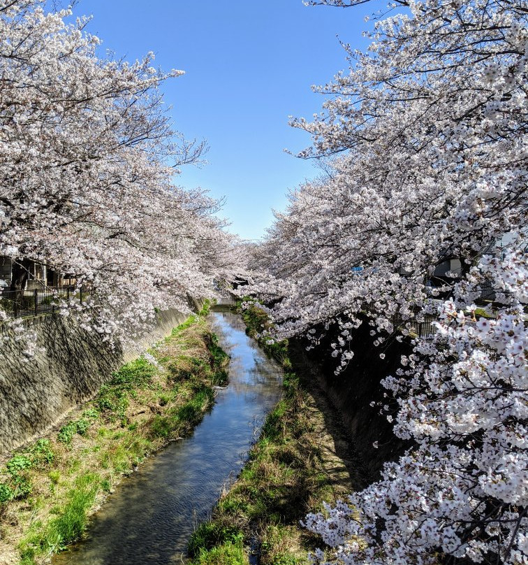 Misawa River Cherry Blossoms-稻城市必去景点