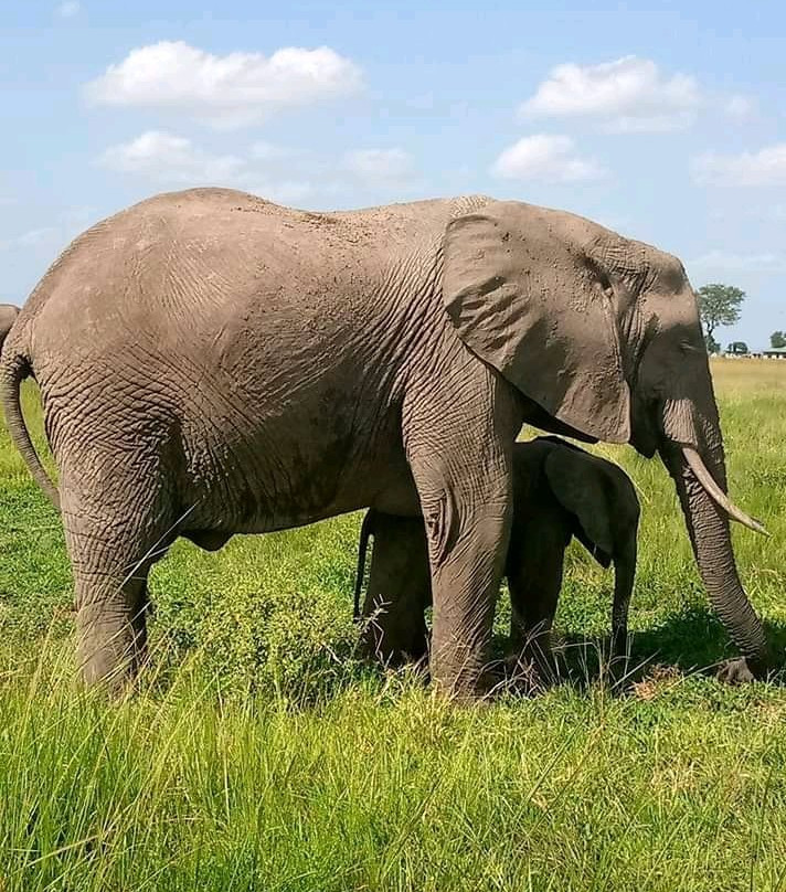 Mikumi National Park-米库米国家公园必去景点