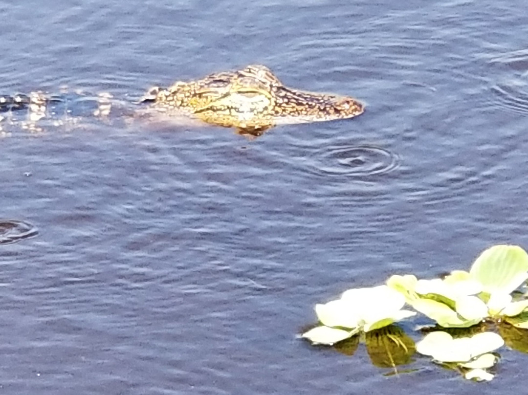 Okeechobee Airboat Charters-Moore Haven必去景点
