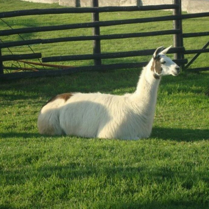 Paseo Peatonal Cavancha-伊基克必去景点