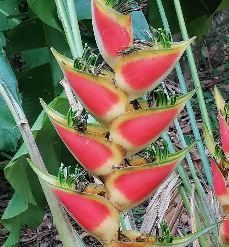 Ecotours Jardin Creole-Le Marin必去景点