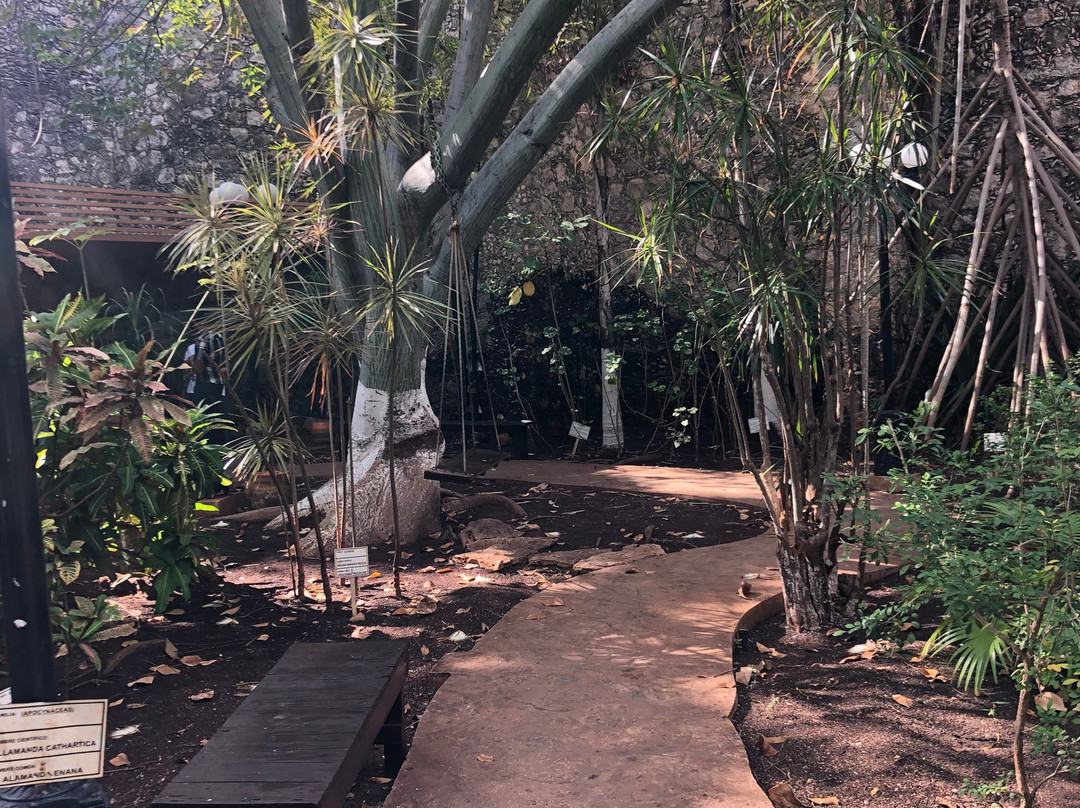 Jardin Botanico X'much Haltun-坎佩切州必去景点