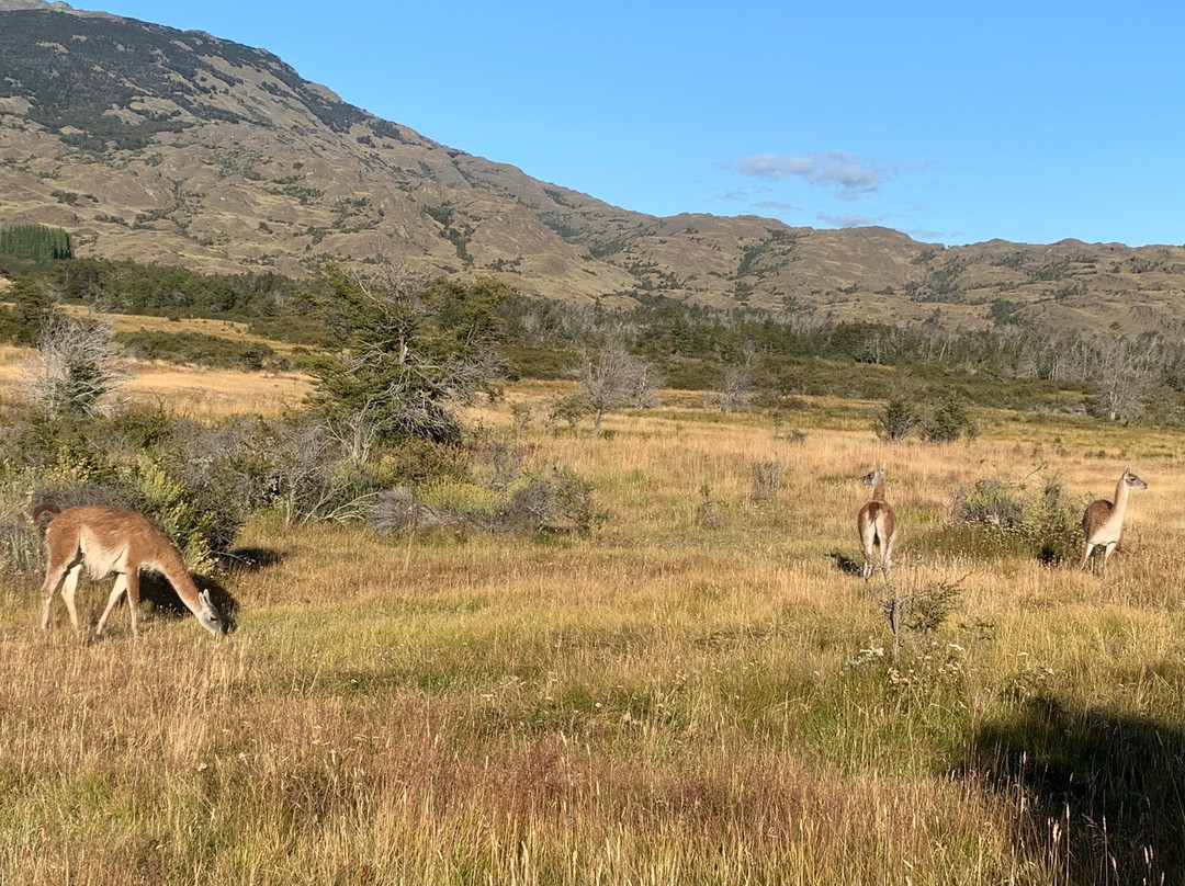 Parque Patagonia-Cochrane必去景点