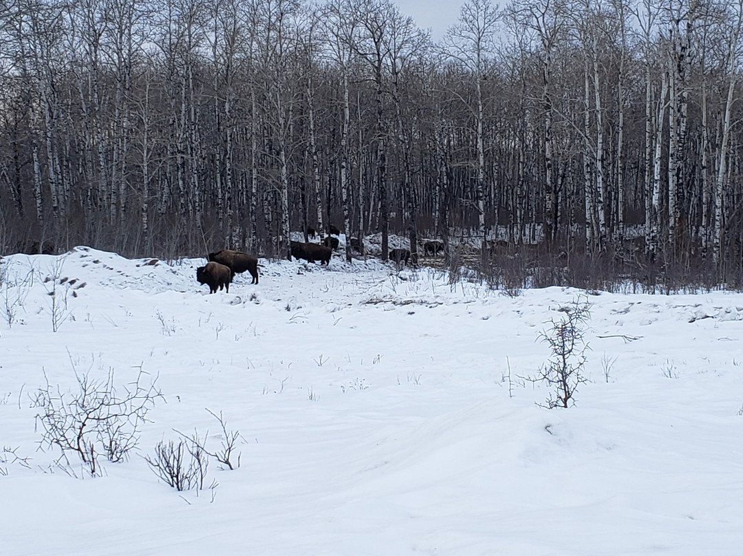 Lake Audy Bison Enclosure-Lake Audy必去景点
