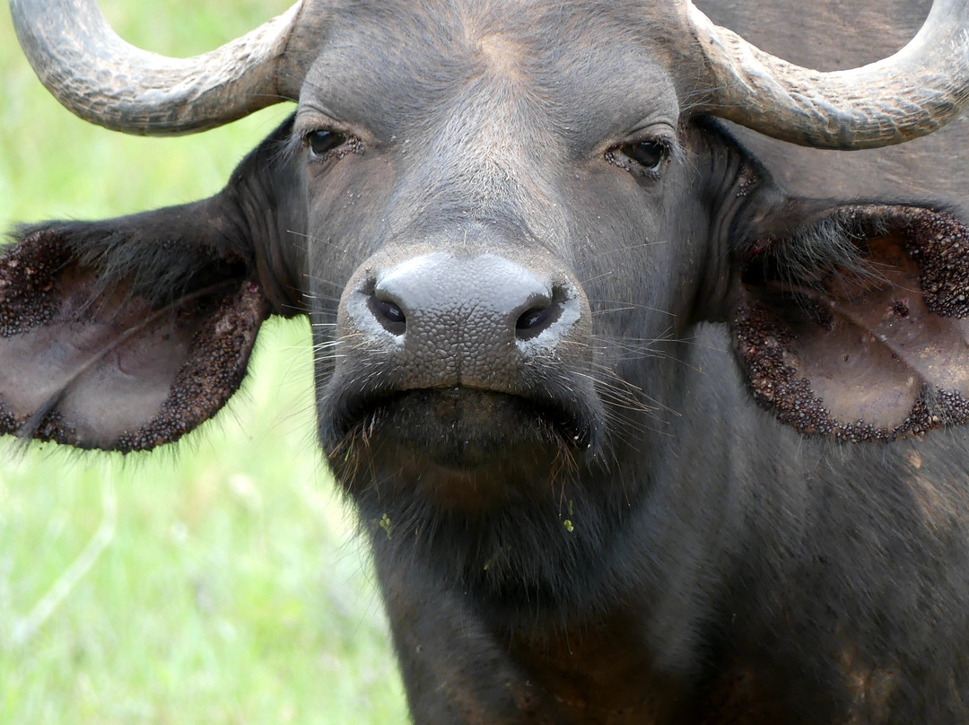 Inkwenkwezi Private Game Reserve-Carleen必去景点