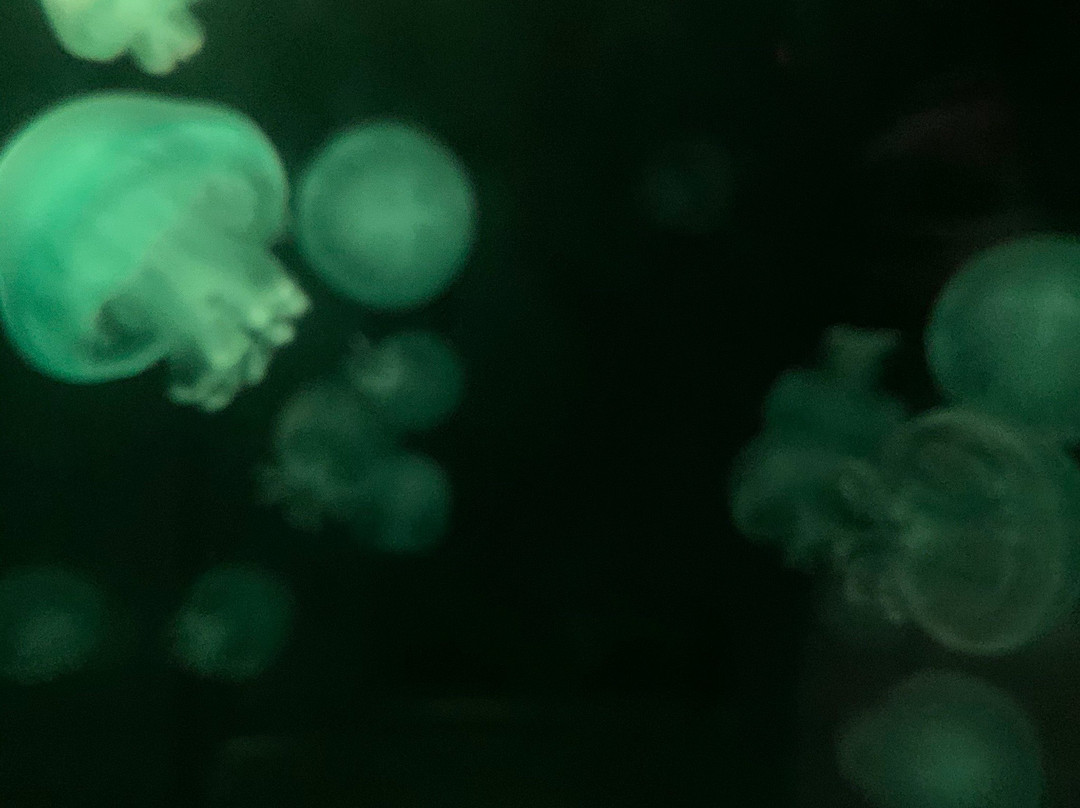 鹿儿岛水族馆-鹿儿岛市必去景点