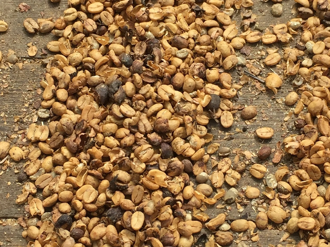 ROOSTER FARMS COFFEE-库克船长必去景点