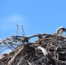 Flamingo-大沼泽国家公园必去景点