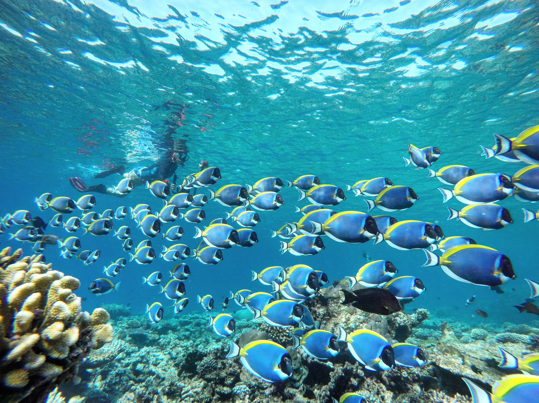 玛希韦利岛酒店住宿-Arivilla Seaview