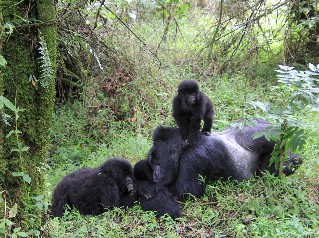 Wild Expeditions Uganda-恩德培必去景点
