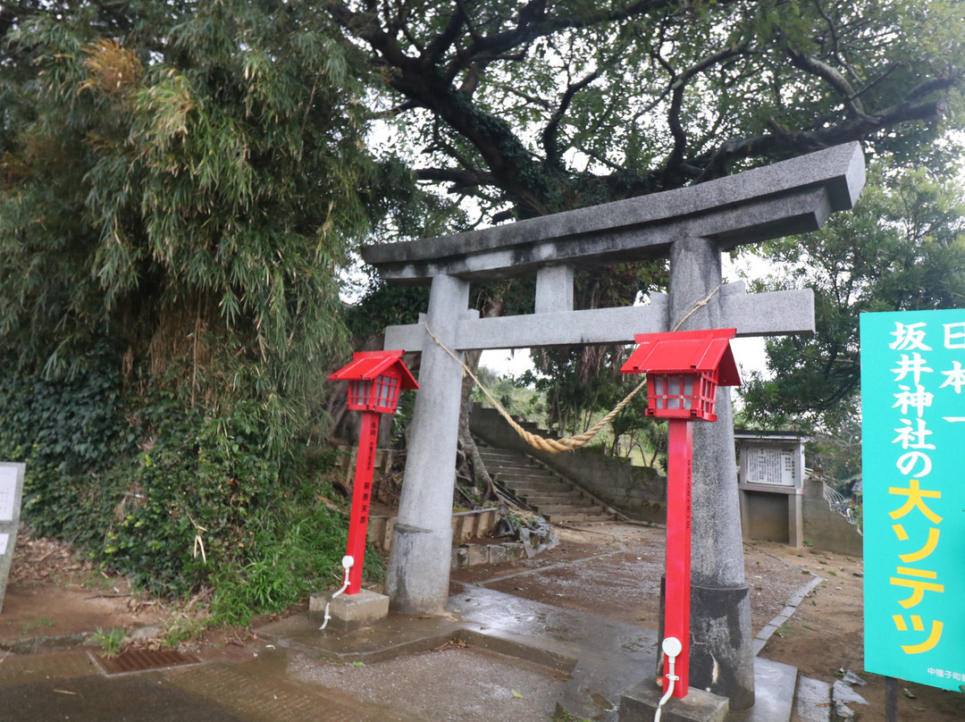 Sakai Shrine-中种子町必去景点