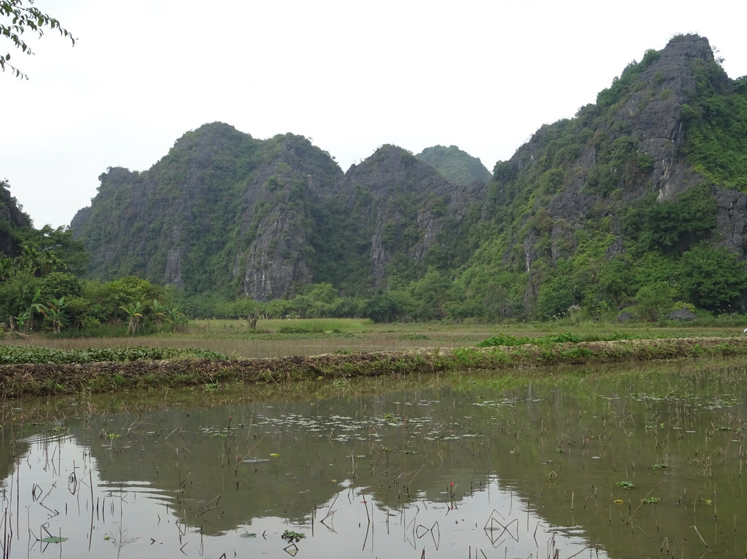Thai Vi Temple景点图片