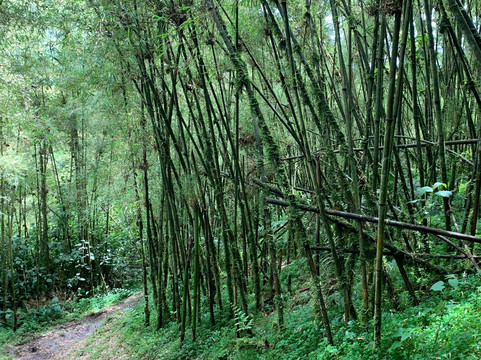 Mount Stanley-温佐里山国家公园必去景点