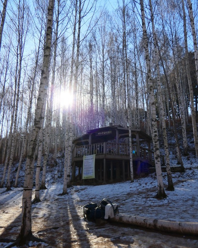 Wondaeri Birch Forest-麟蹄郡必去景点