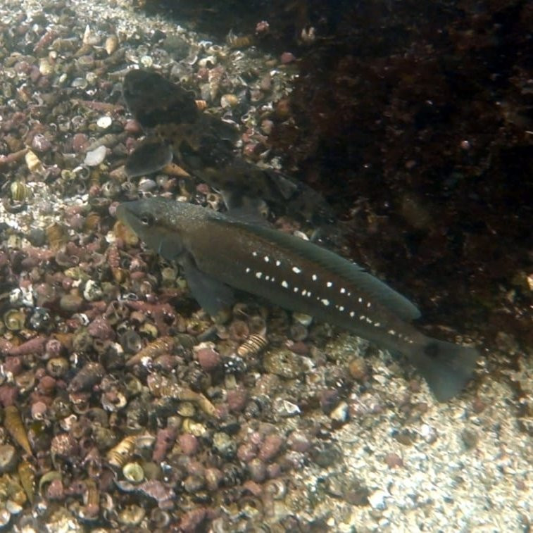 Cinco Oceanos Dive Center景点图片
