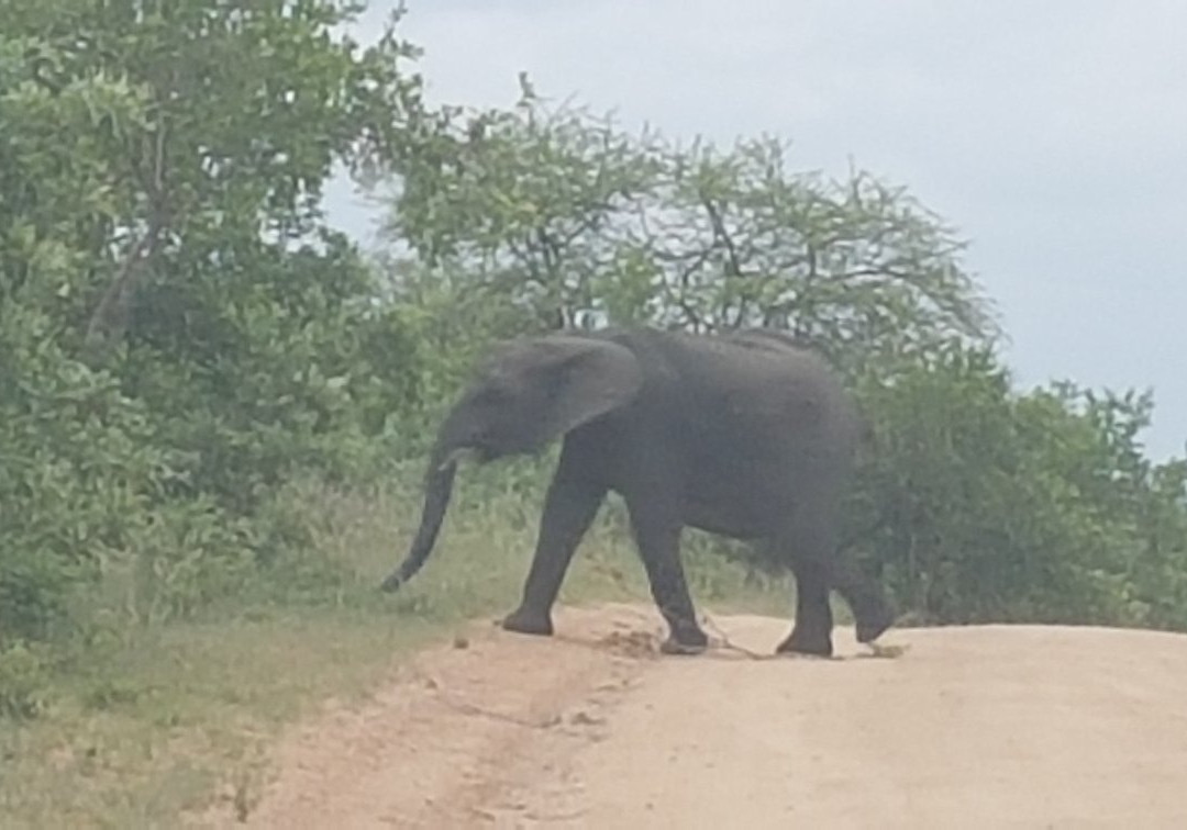 South African National Parks-白河必去景点