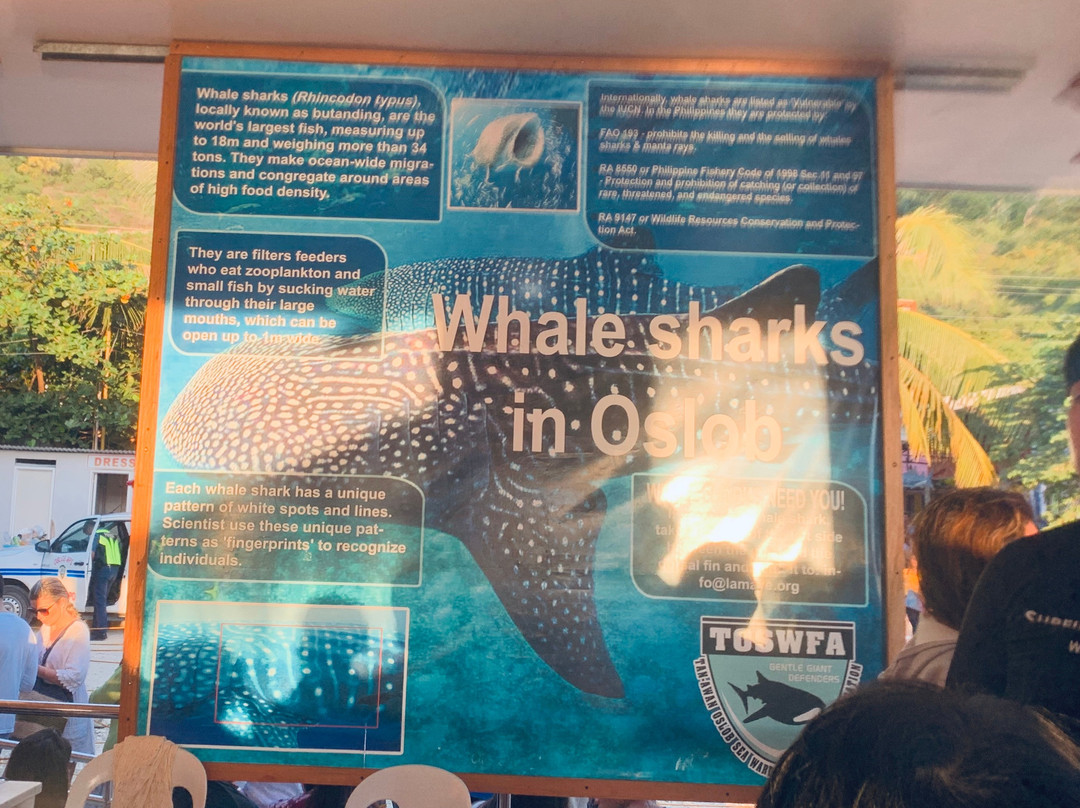 Oslob Whaleshark Watching景点图片