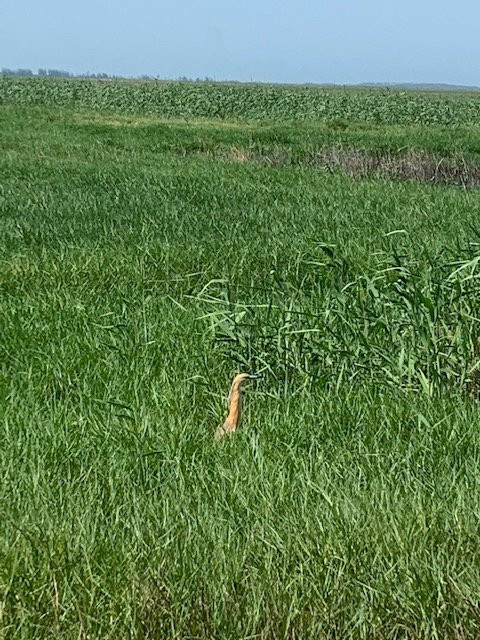 Kingdom Birding-德班必去景点