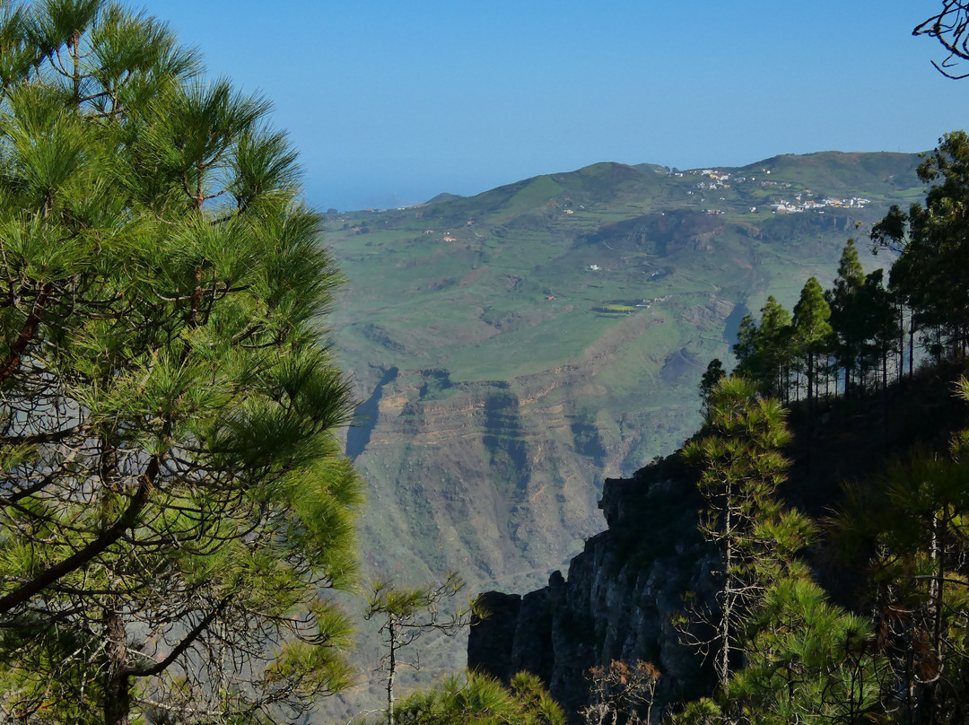 Pinar de Tamadaba景点图片