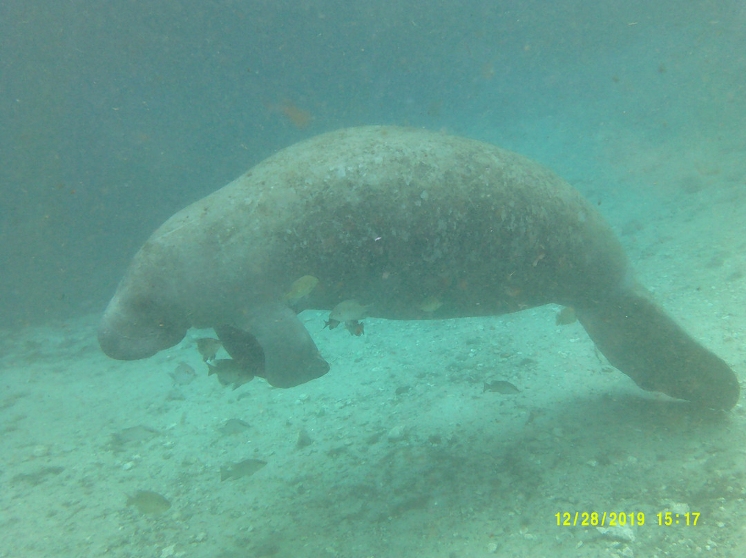 Florida Manatee Adventures-克里斯特尔里弗必去景点