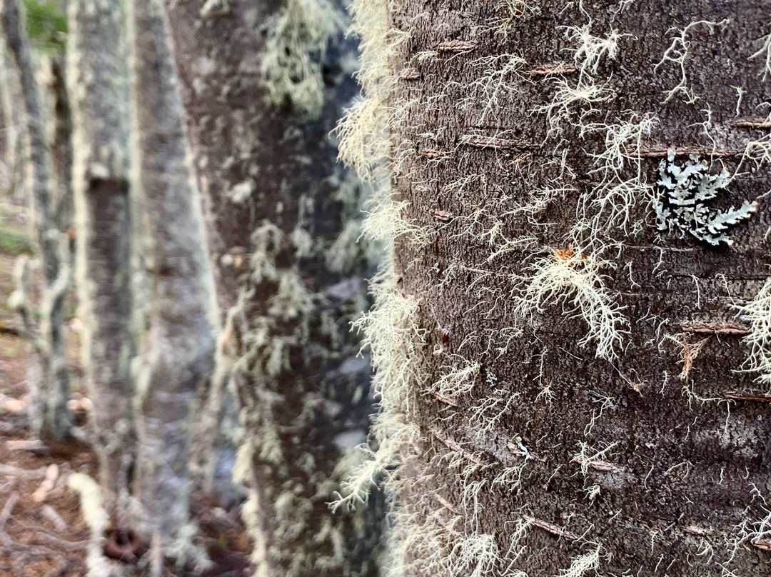 Mirador Cerro Dorotea-纳塔莱斯港必去景点