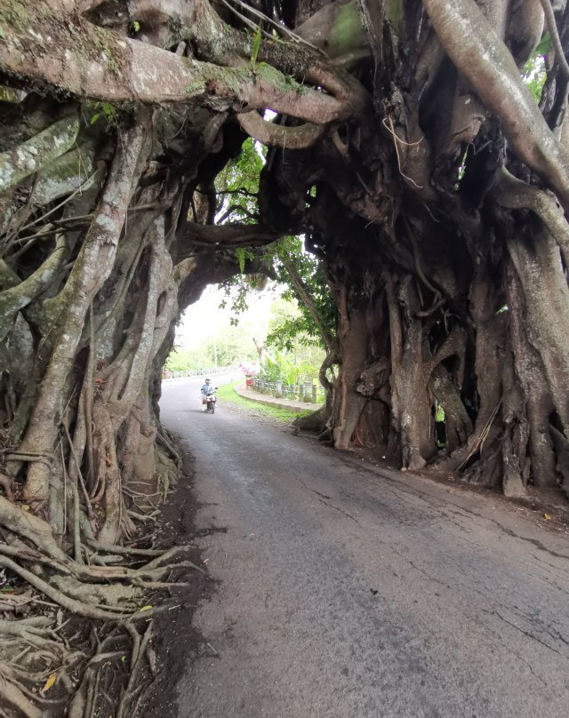 Bunut Bolong-佩库塔腾必去景点