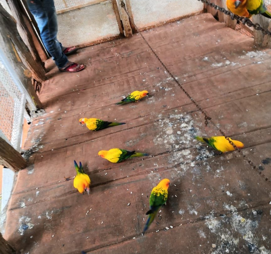 Surya Shibir Resort主图