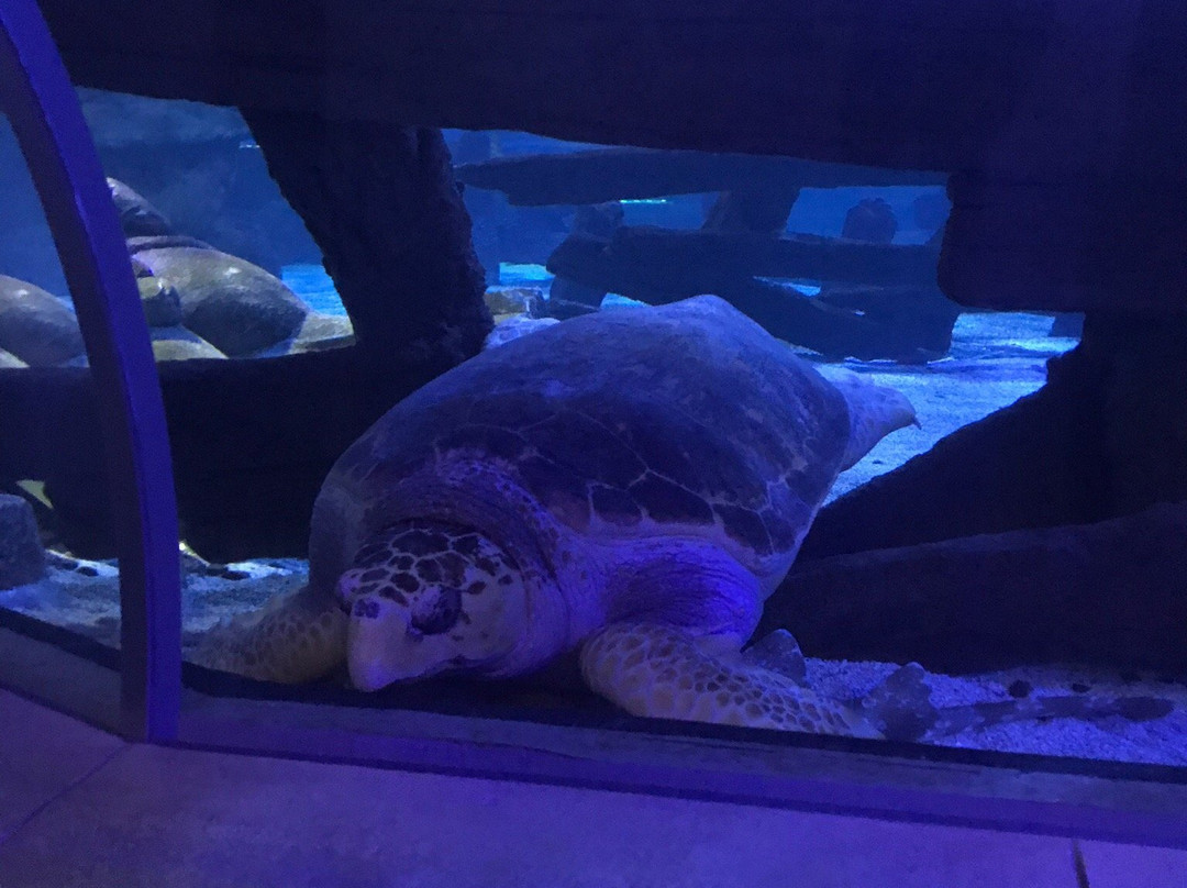 SEA LIFE at Mall of America-布卢明顿必去景点