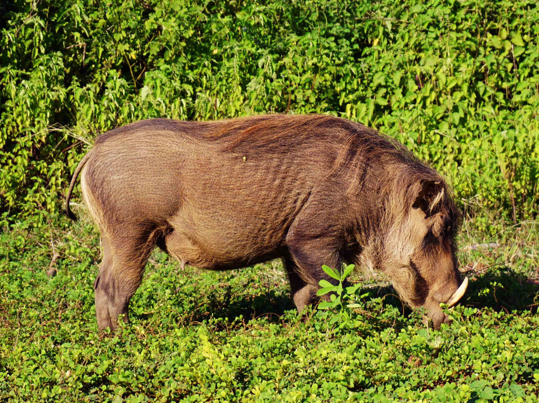 Best Ghana Tours-Tamale必去景点